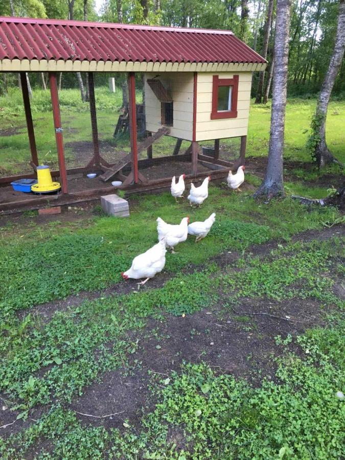 Reinholdi Puhkemaja Villa Jabara Kültér fotó
